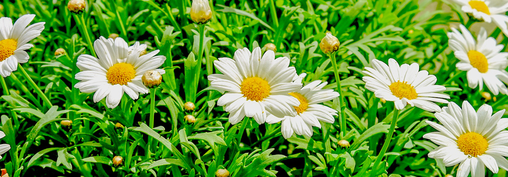 Private aromatherapy salon Daisy